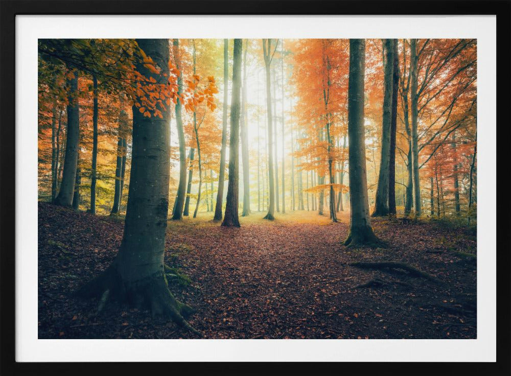 Autumn in the Woods | Poster