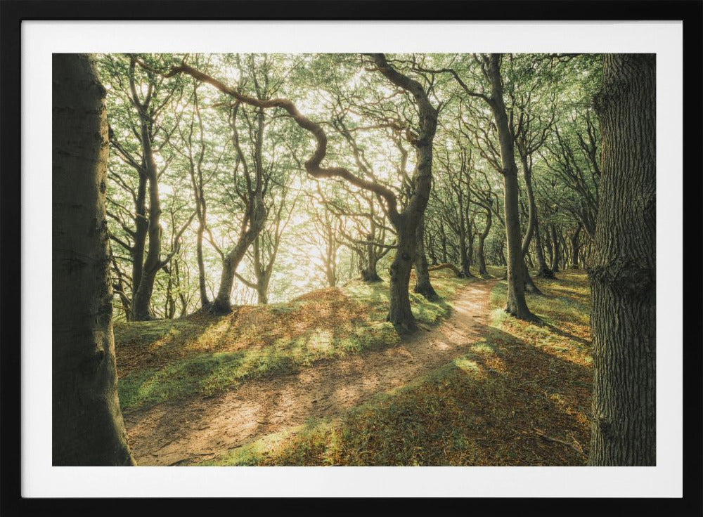 Magic Beech Wood | Poster