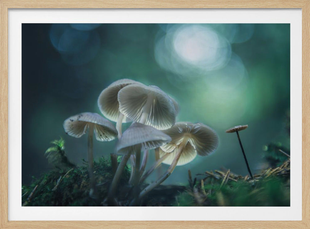 Forest Dreams | Poster