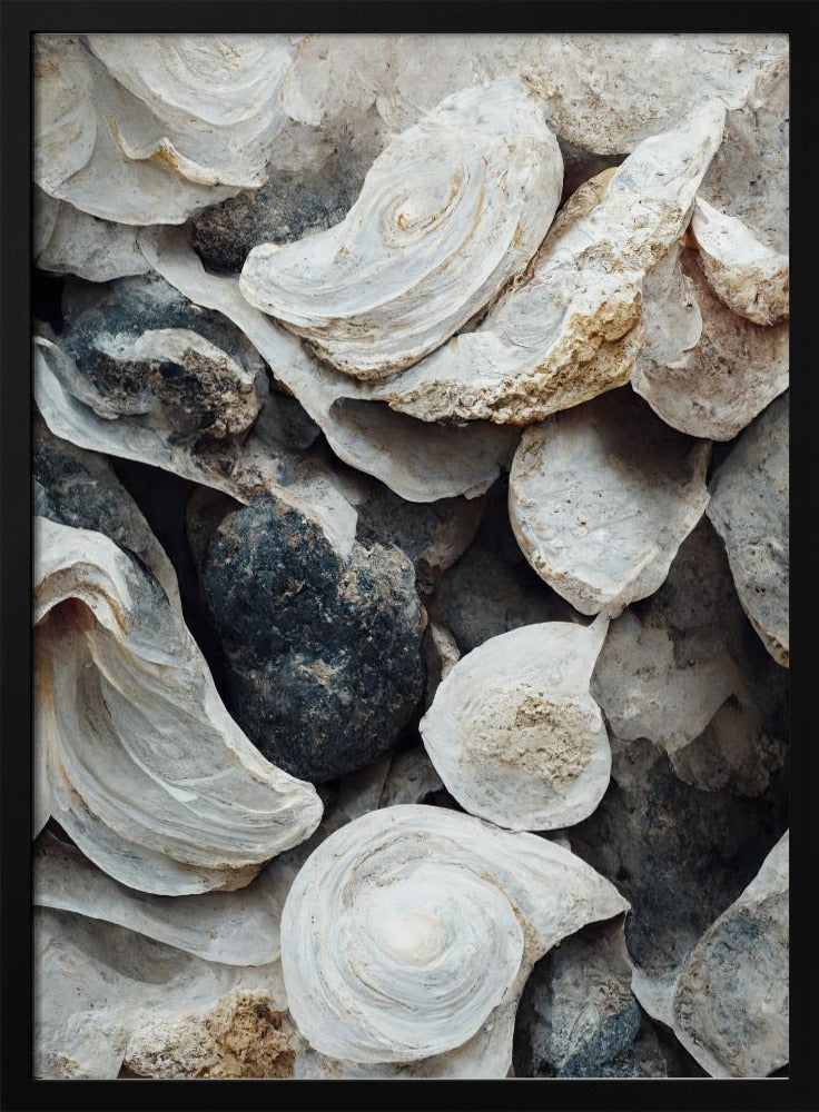 Shells and Stone | Poster