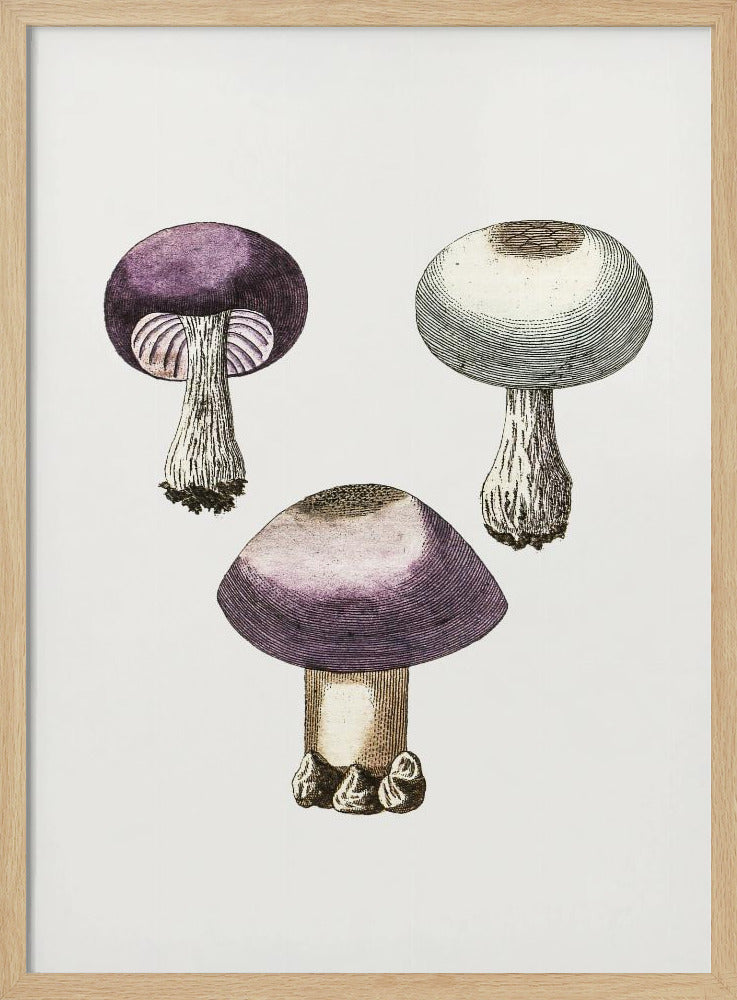 Hand Darwn Violet Webcap Mushroom | Poster