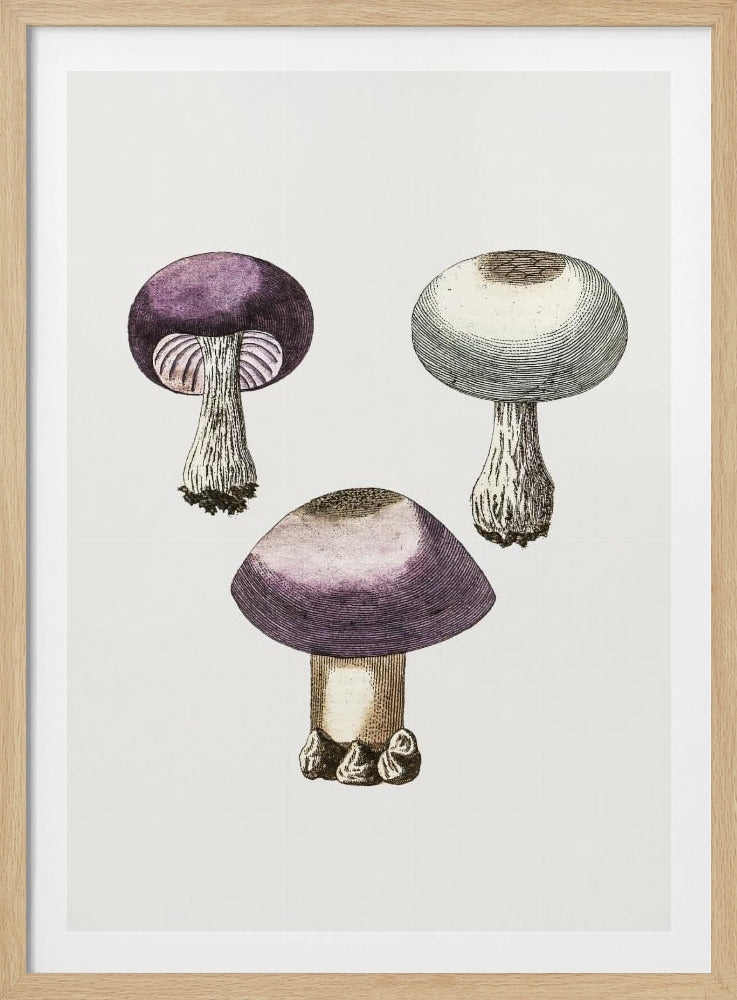 Hand Darwn Violet Webcap Mushroom | Poster