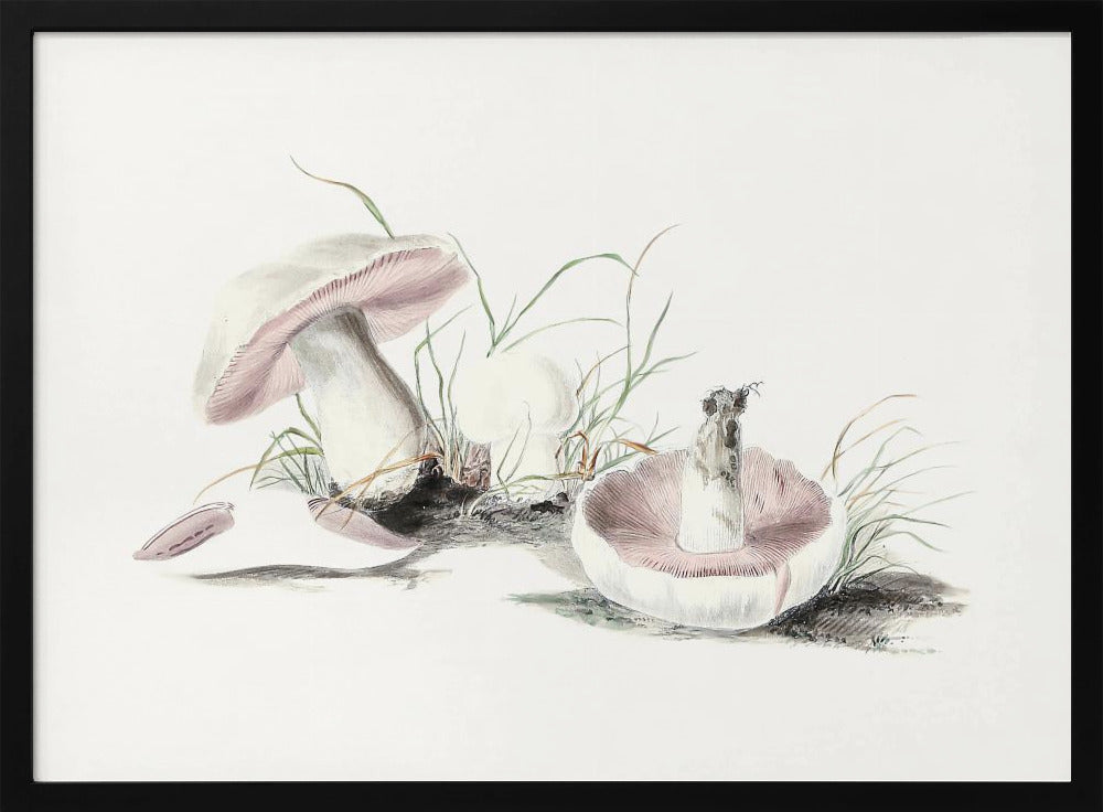 Hand Drawn Field Mushroom | Poster