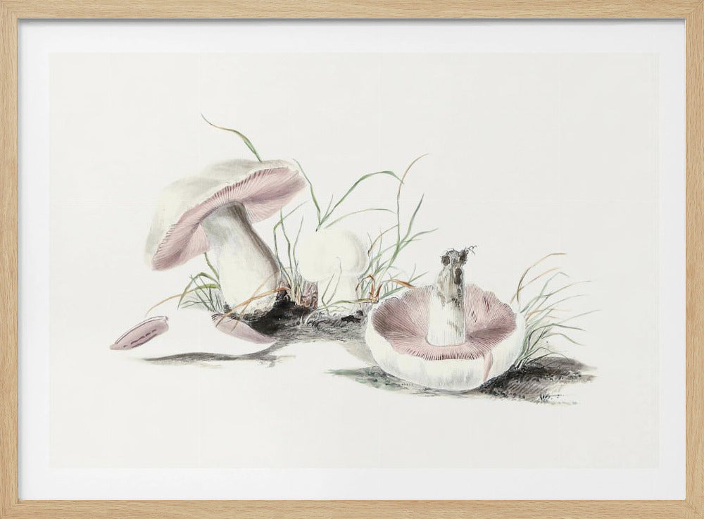 Hand Drawn Field Mushroom | Poster