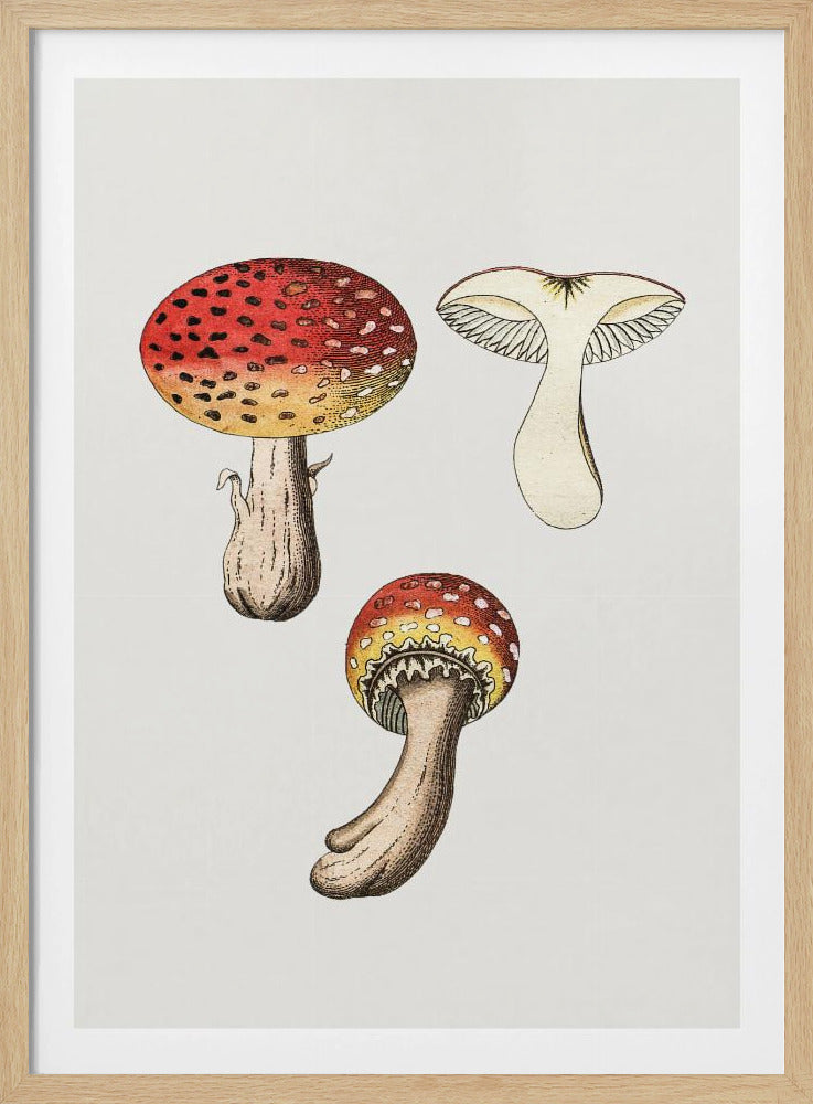 Hand Drawn Fly Agaric Mushroom | Poster