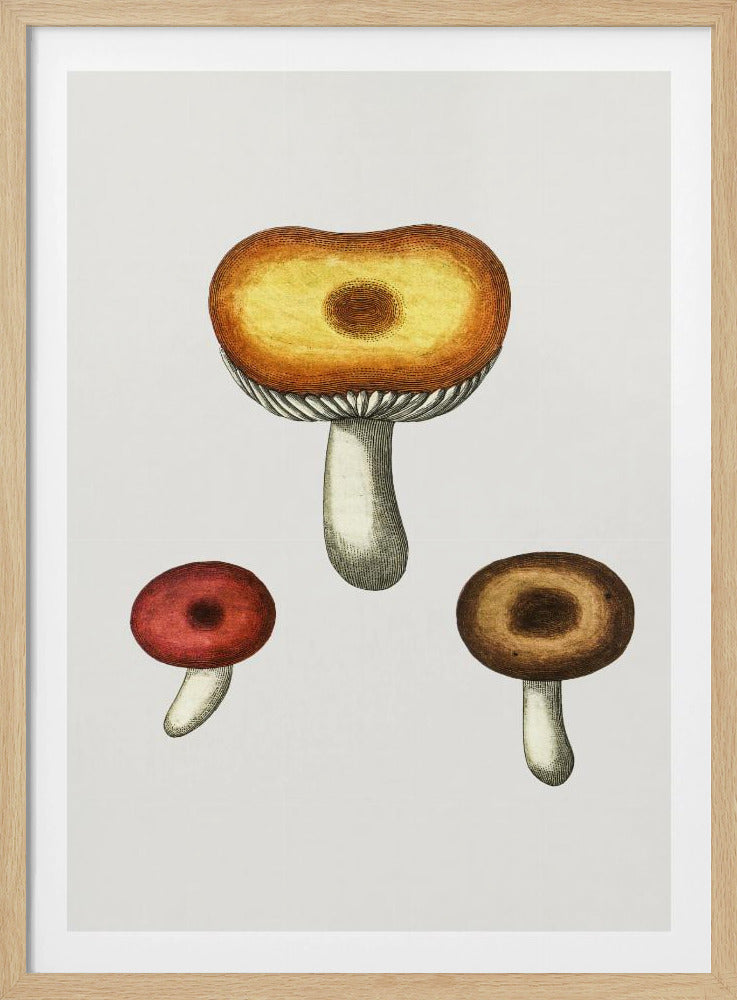 Hand Drawn Galerina Mushroom | Poster
