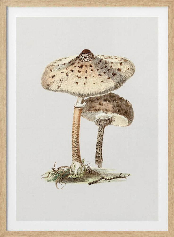 Hand Drawn Parasol Mushroom | Poster