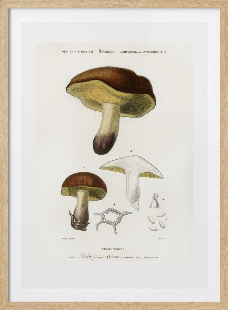 Mushroom (boletus Circinans) | Poster