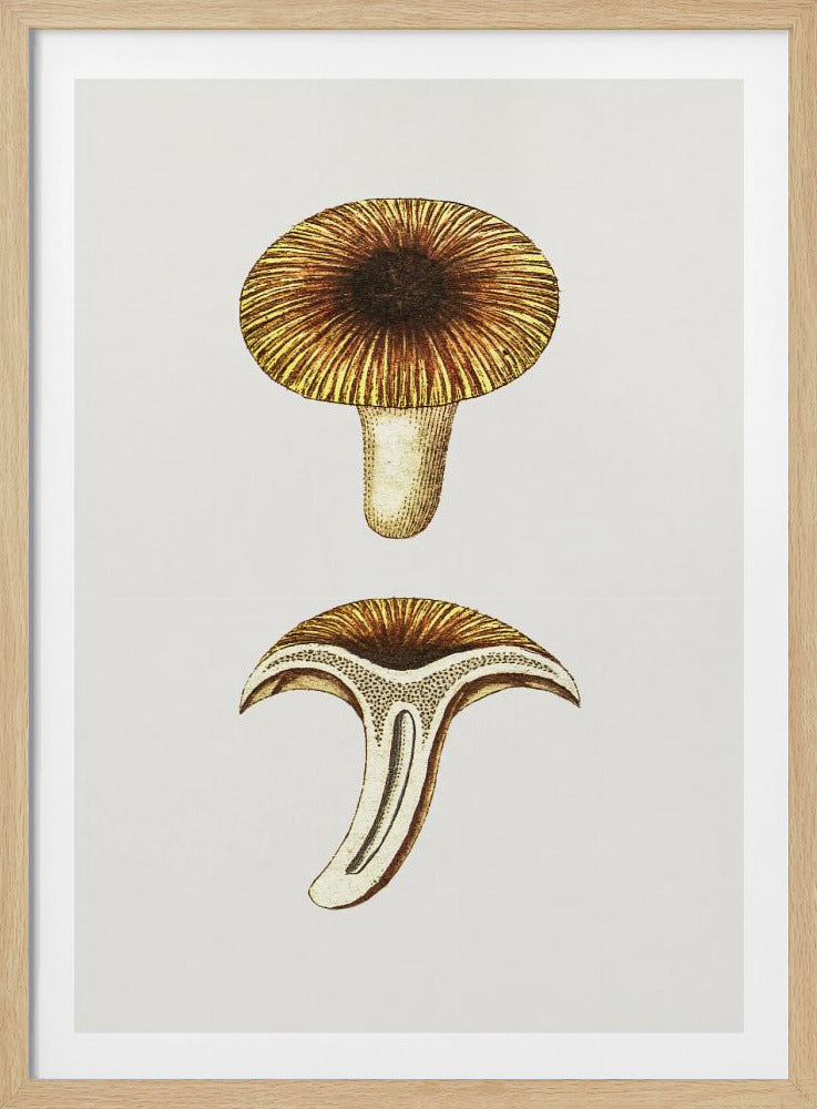 Vintage Chanterelles Edible Mushroom | Poster