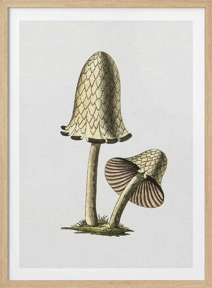 Vintage Inky Cap Edible Mushroom | Poster