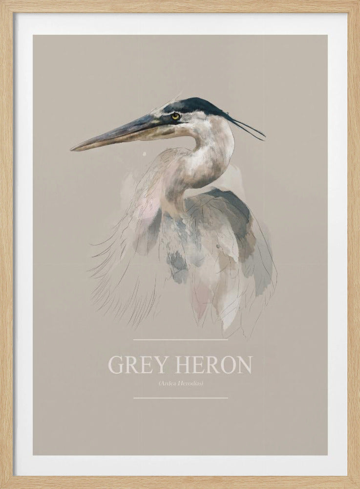 Grey Heron | Poster