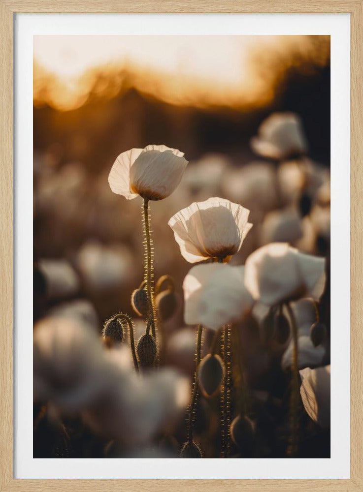 Golden Blooming Dawn | Poster