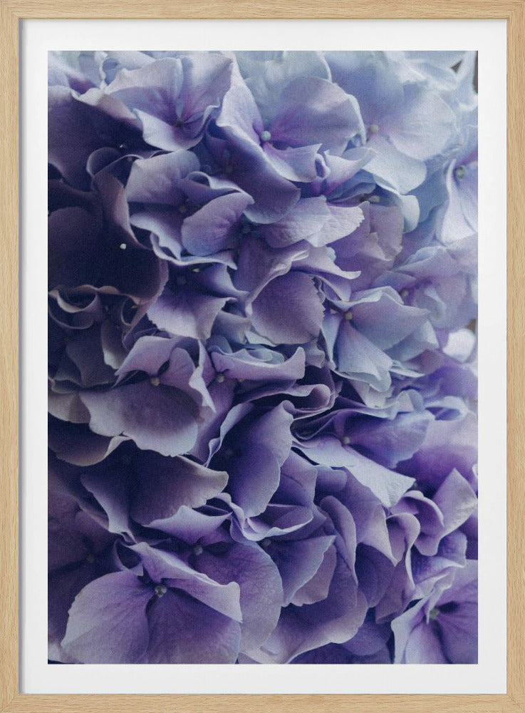 Vibrant Purple Hydrangea Flowers | Poster
