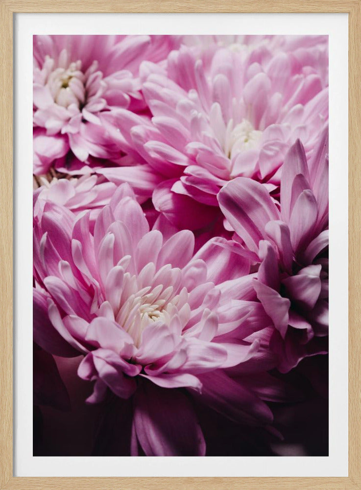 pink Chrysanthemum Blossom | Poster
