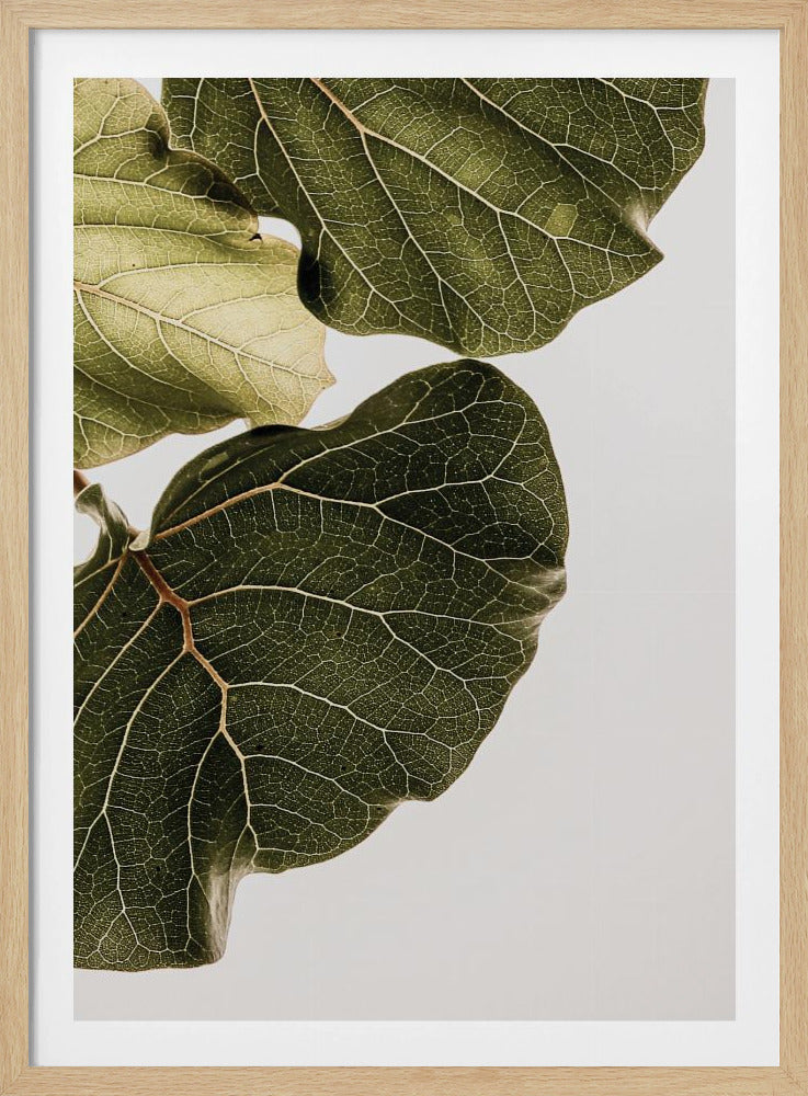 Leaf Veins Symphony | Poster