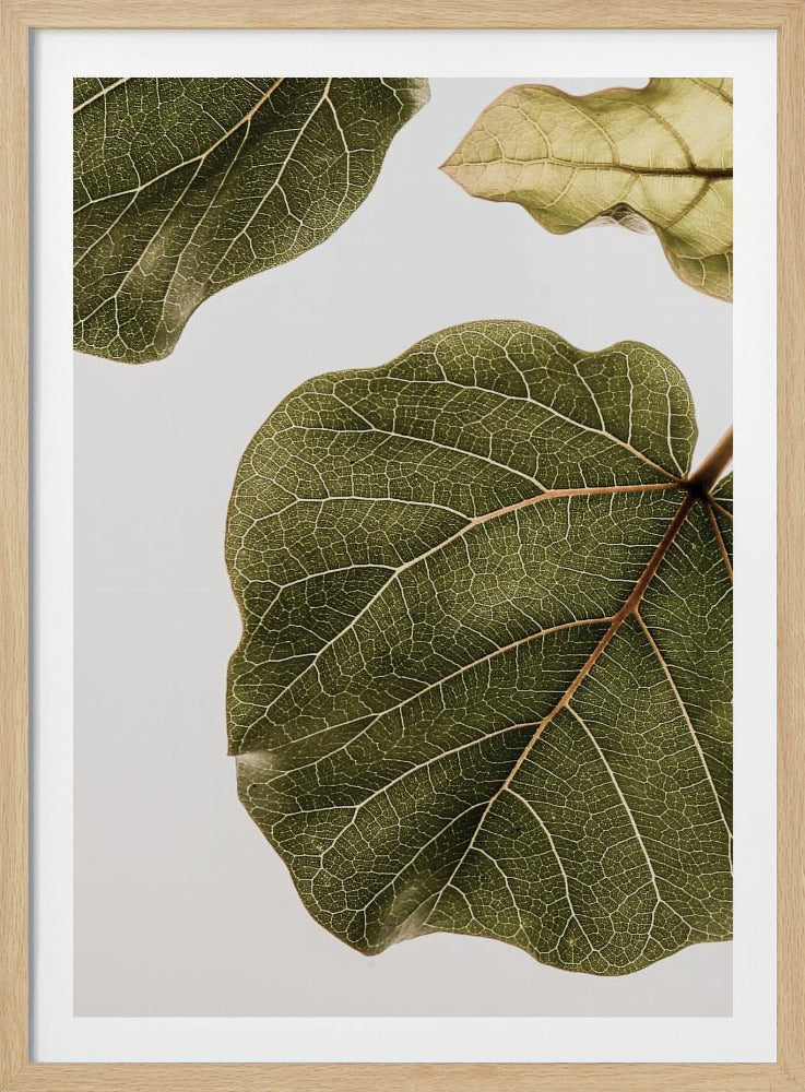 Leaf Vein Tapestry | Poster