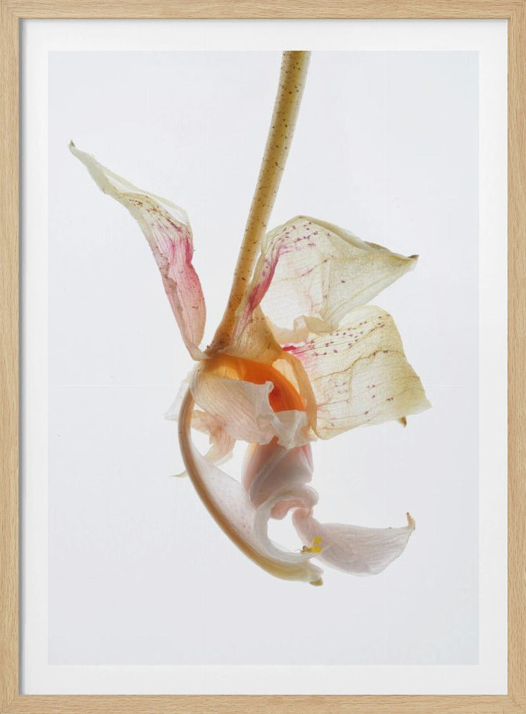 Petal Symphony | Poster