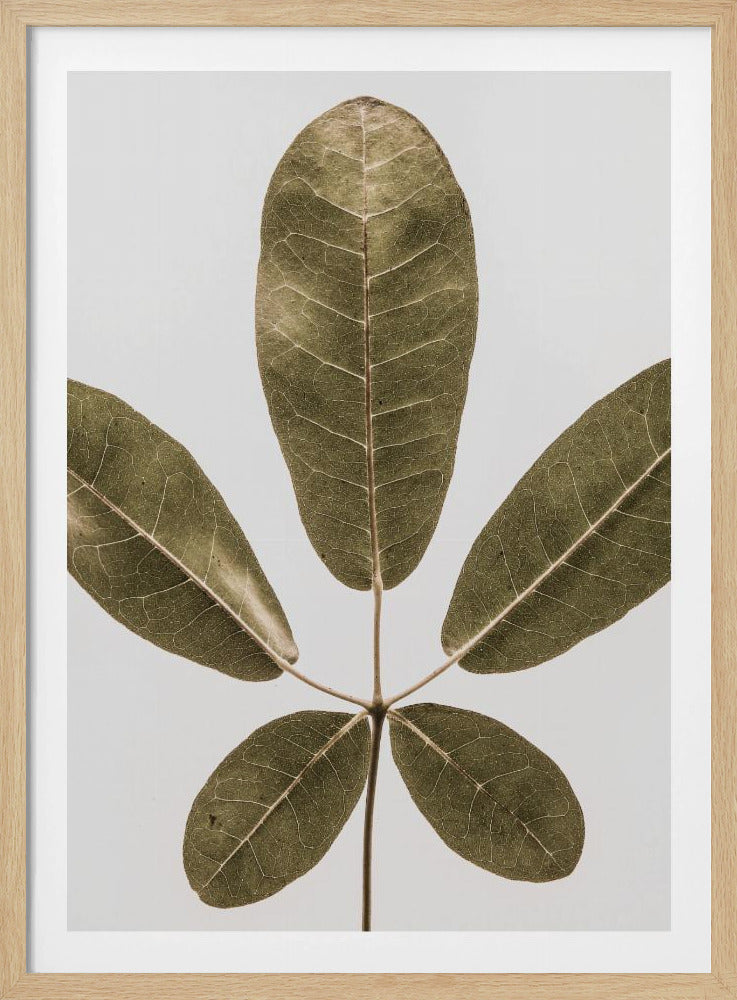 Five Leaf Harmony | Poster