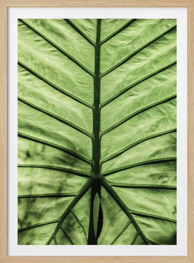 Leaf Vein Symphony | Poster