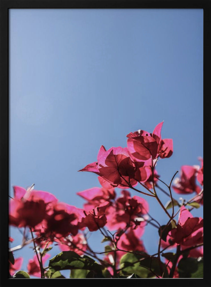 Bougainvillea Bliss | Poster