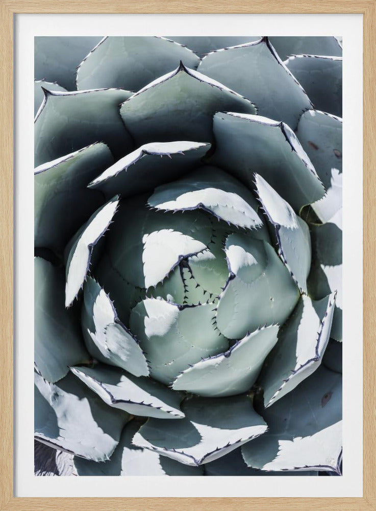 Agave Spiral Dance | Poster