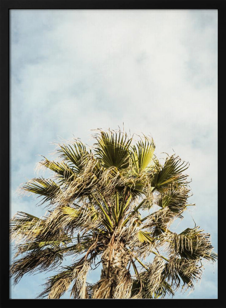 Sunlit Fronds | Poster