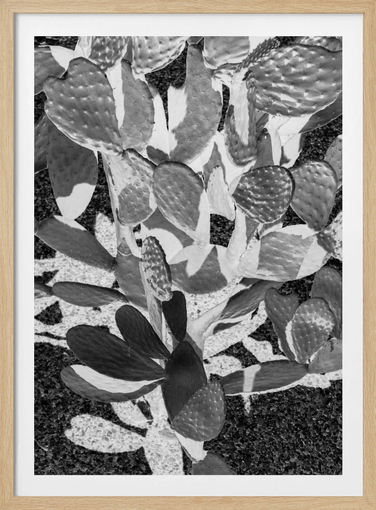 Prickly Patterns | Poster