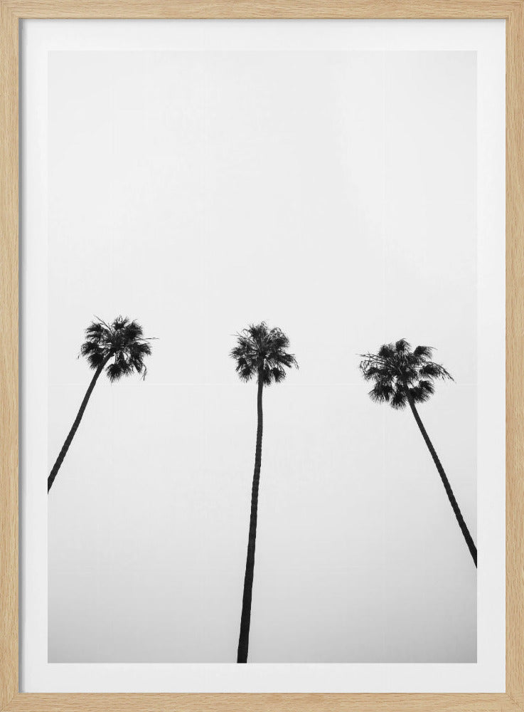 Skyward Palms Trio | Poster