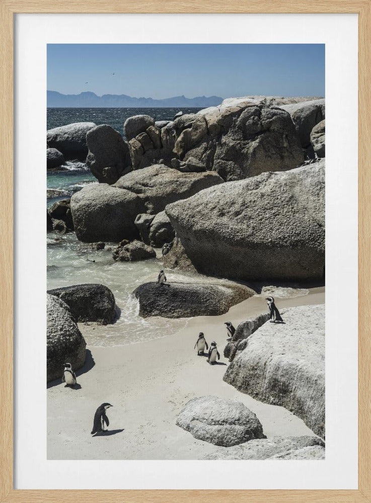 Penguins' Coastal Stroll | Poster