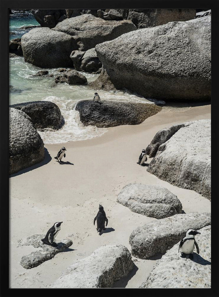 Penguin Beach Stroll | Poster