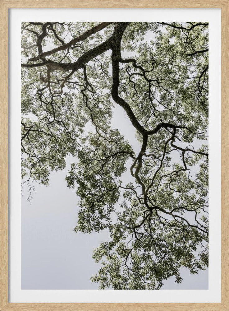 Ethereal Canopy | Poster