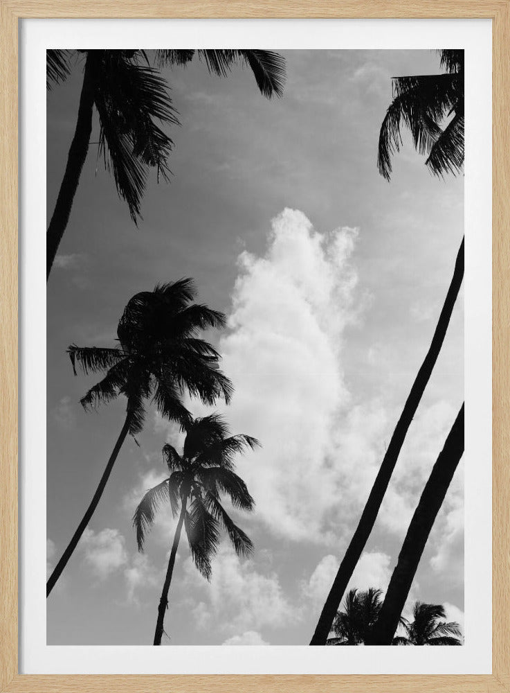 Silhouetted Palms | Poster