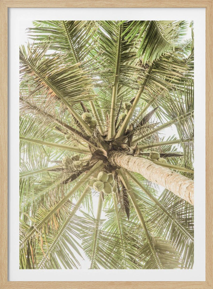 Coconut Canopy | Poster