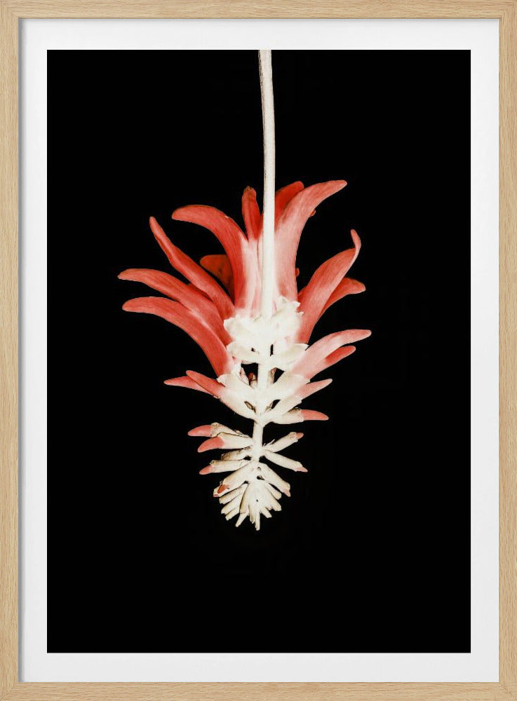Petal Skeleton Fusion | Poster