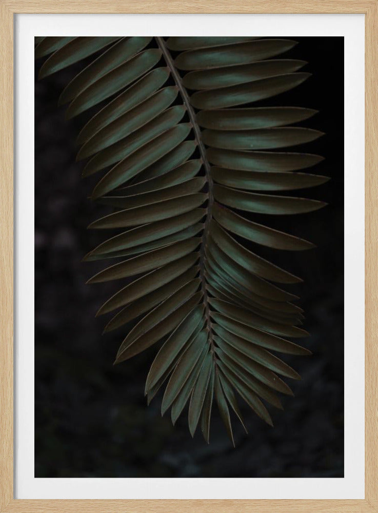 Frond in Shadow | Poster