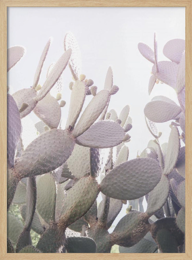 Prickly Serenity | Poster