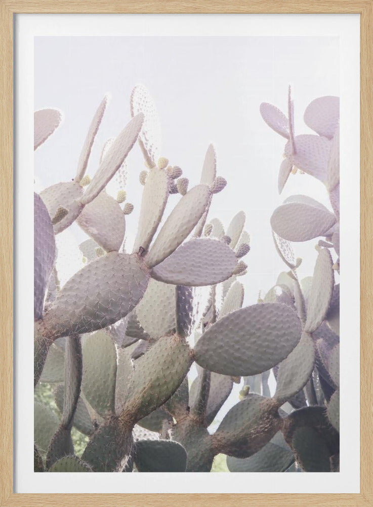 Prickly Serenity | Poster