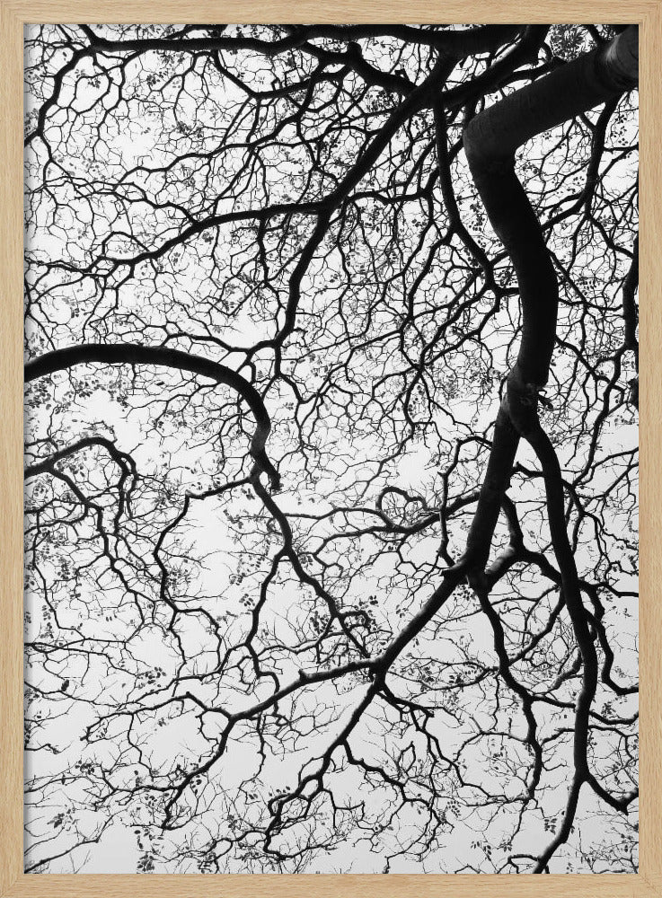 Branches' Dance | Poster