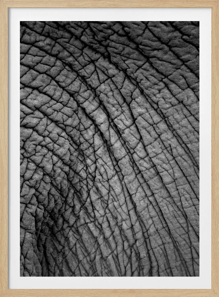 Elephant Texture | Poster