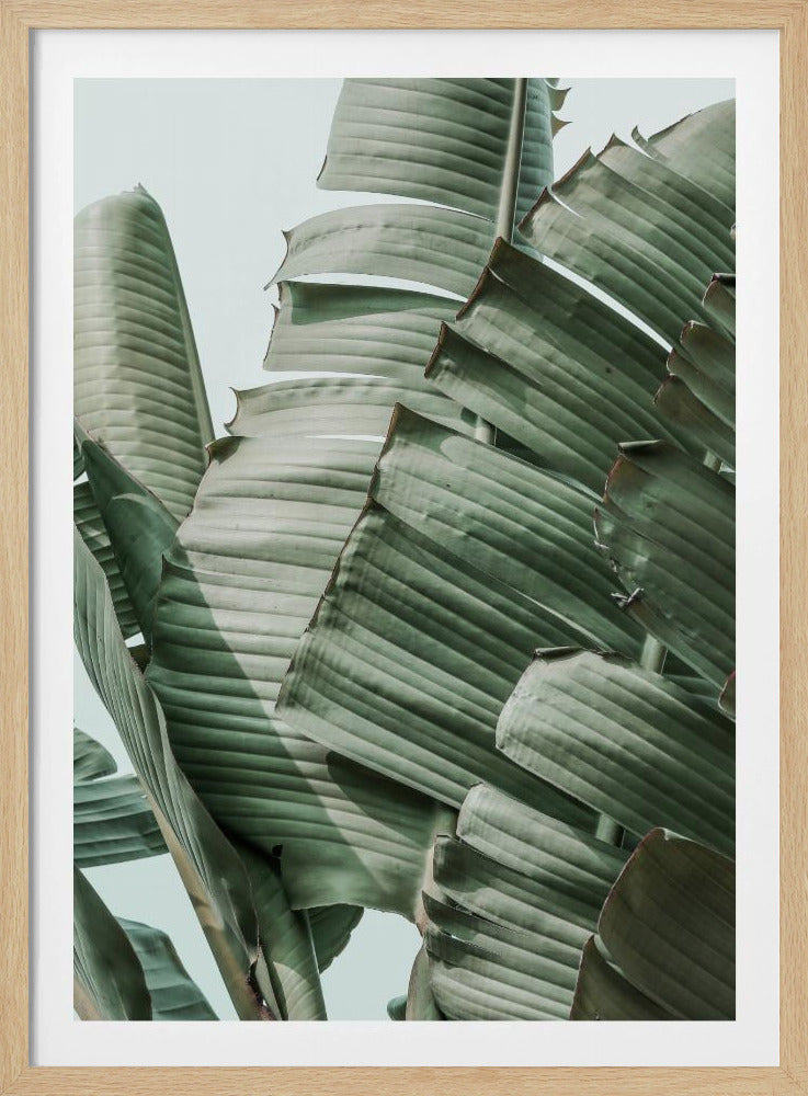 Banana Leaf Harmony | Poster