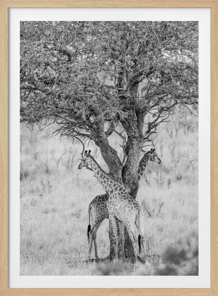 Under African Skies | Poster