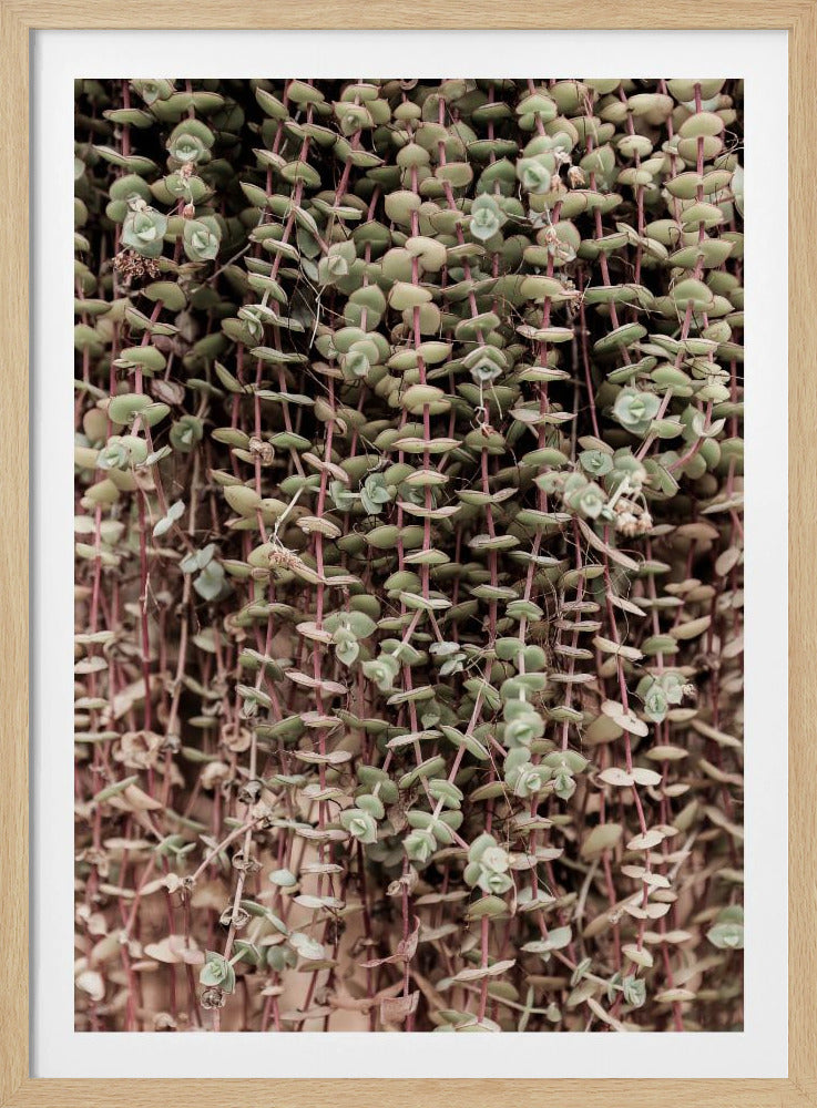 Succulent Symphony | Poster