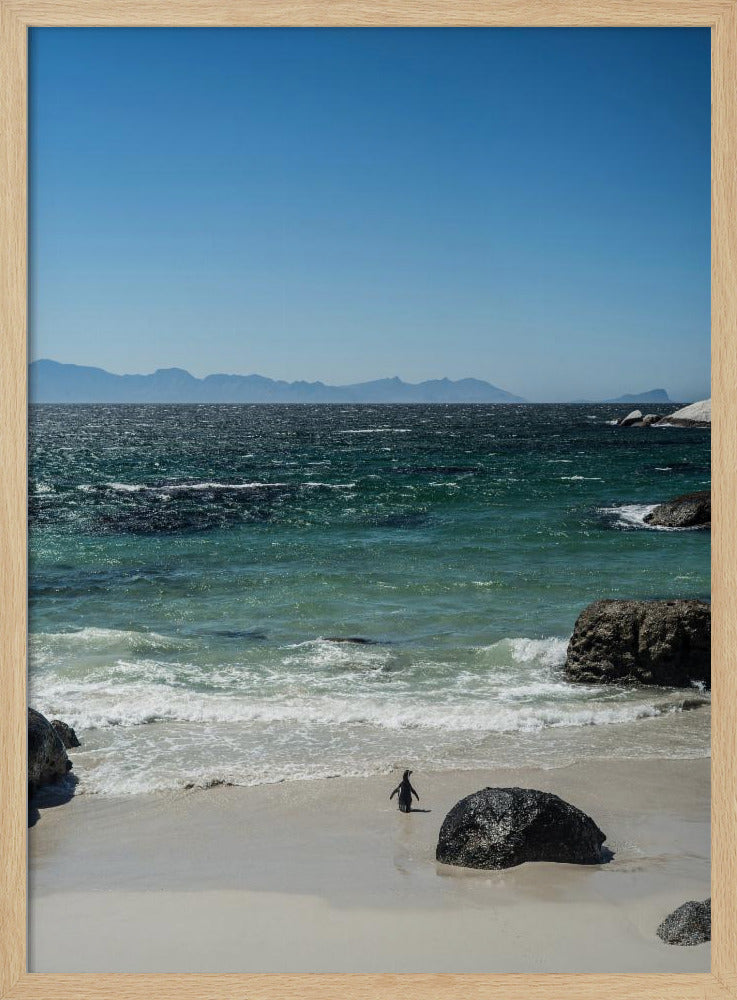 Penguin's Beach Walk | Poster