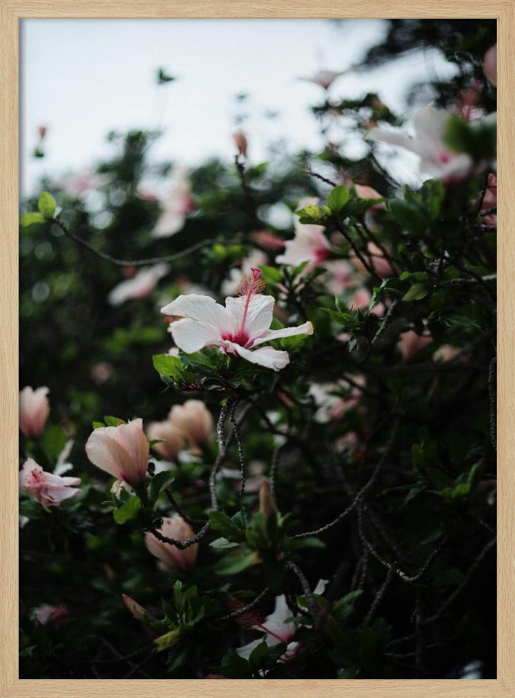 Blossoms in Bloom | Poster