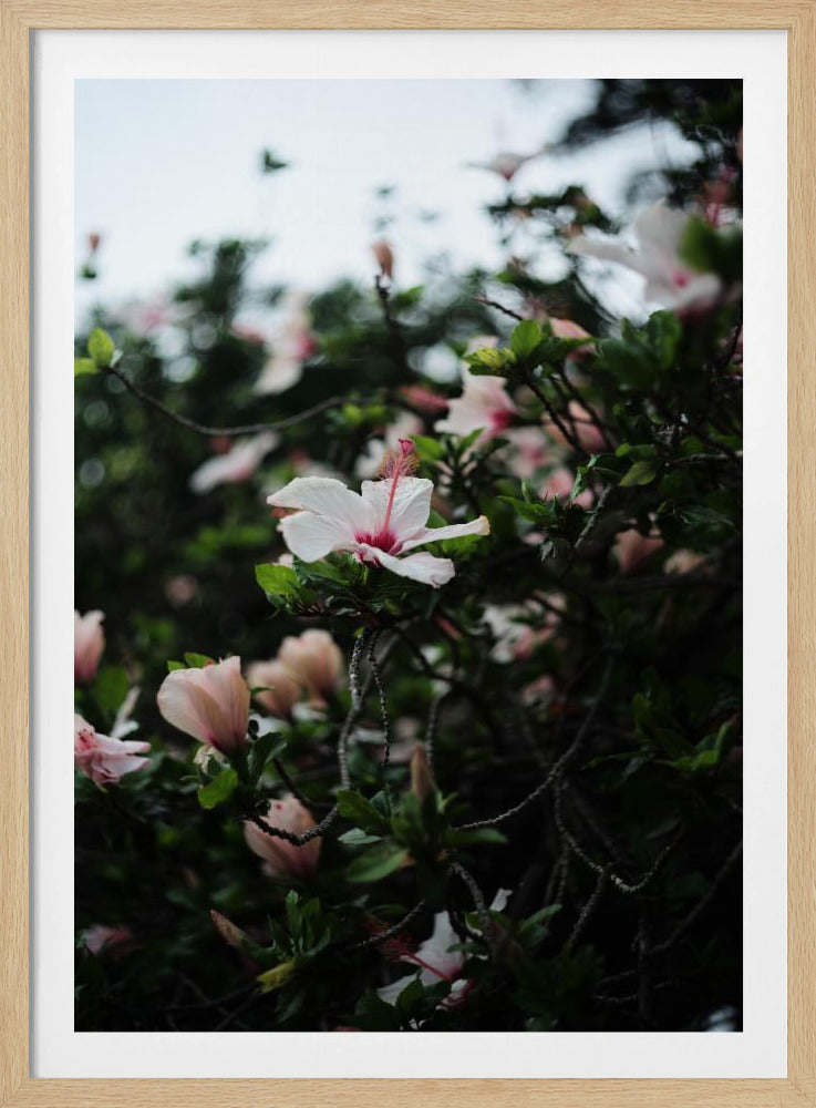 Blossoms in Bloom | Poster