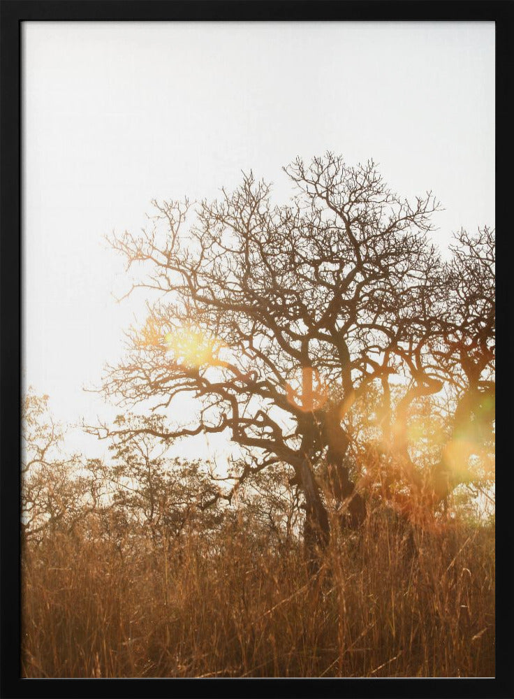 Sunlit Silhouette | Poster