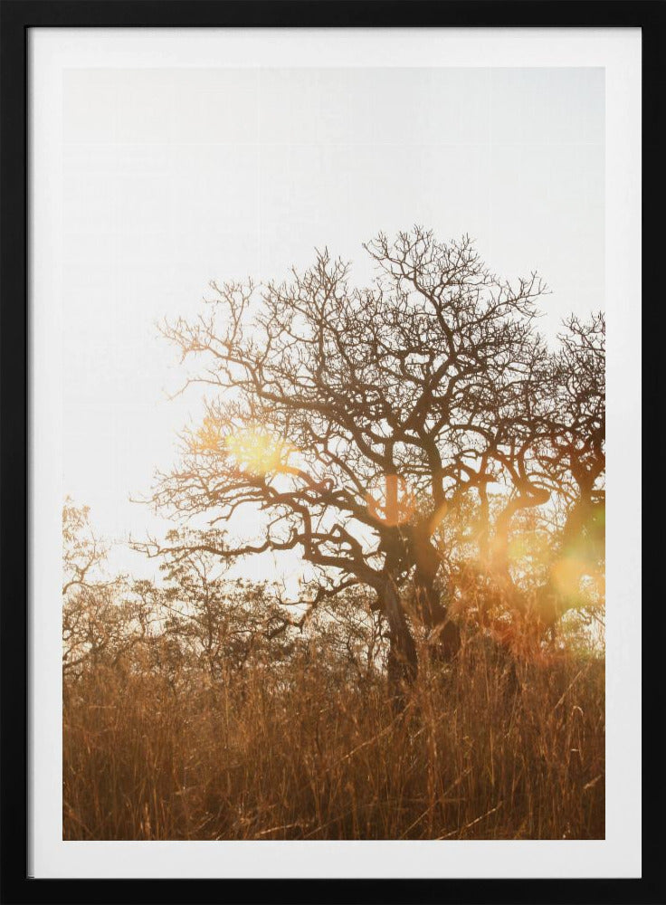 Sunlit Silhouette | Poster