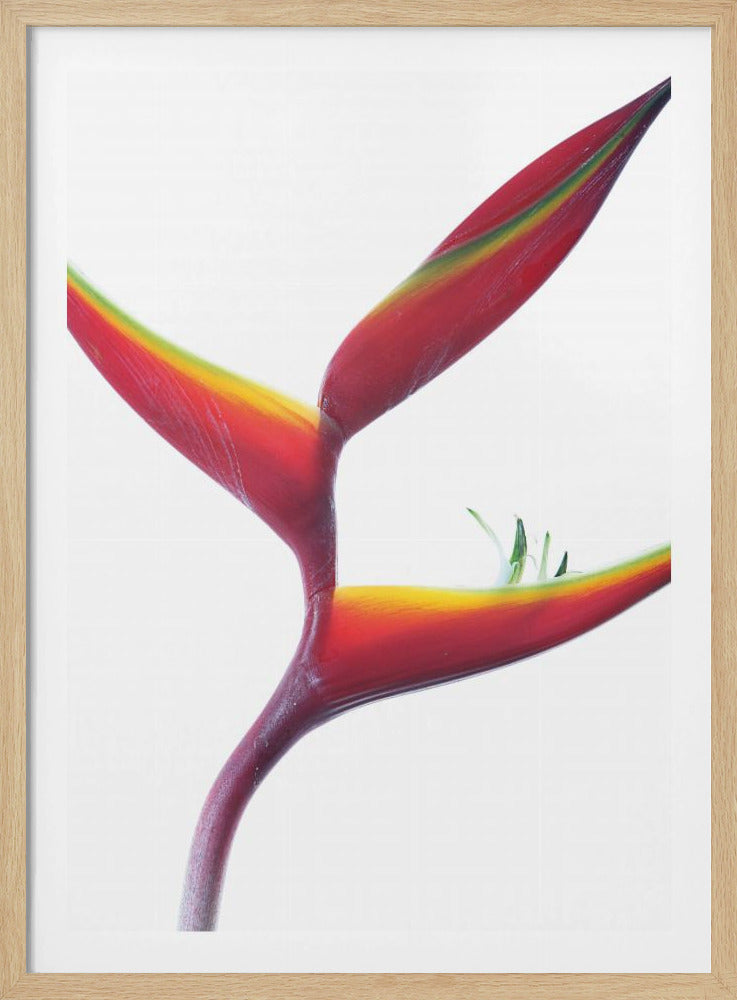 Tropical Elegance | Poster