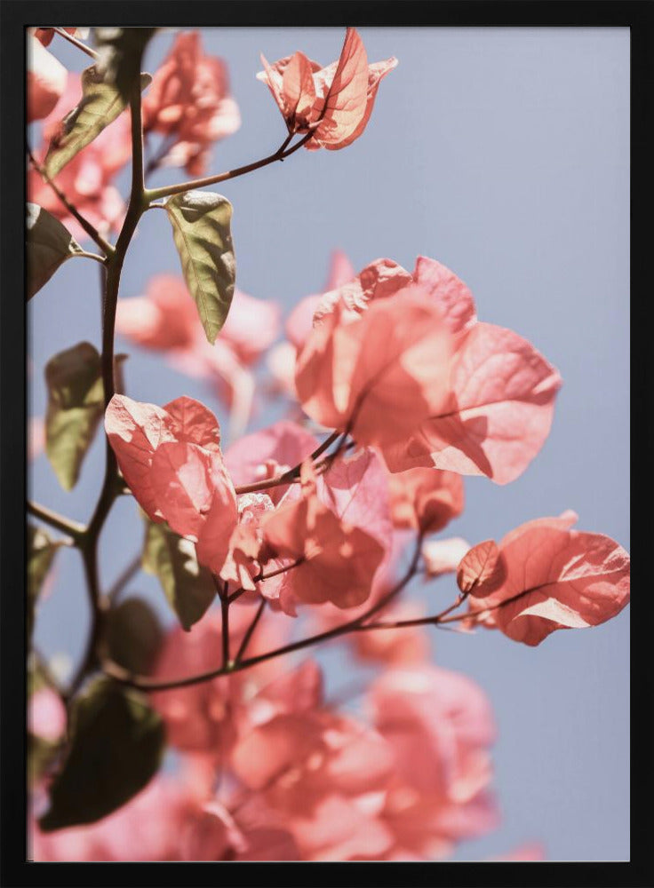 Blossoms in Breeze | Poster