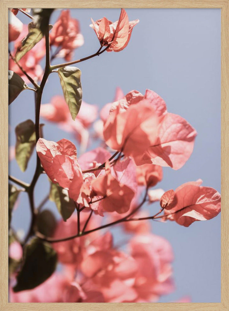 Blossoms in Breeze | Poster